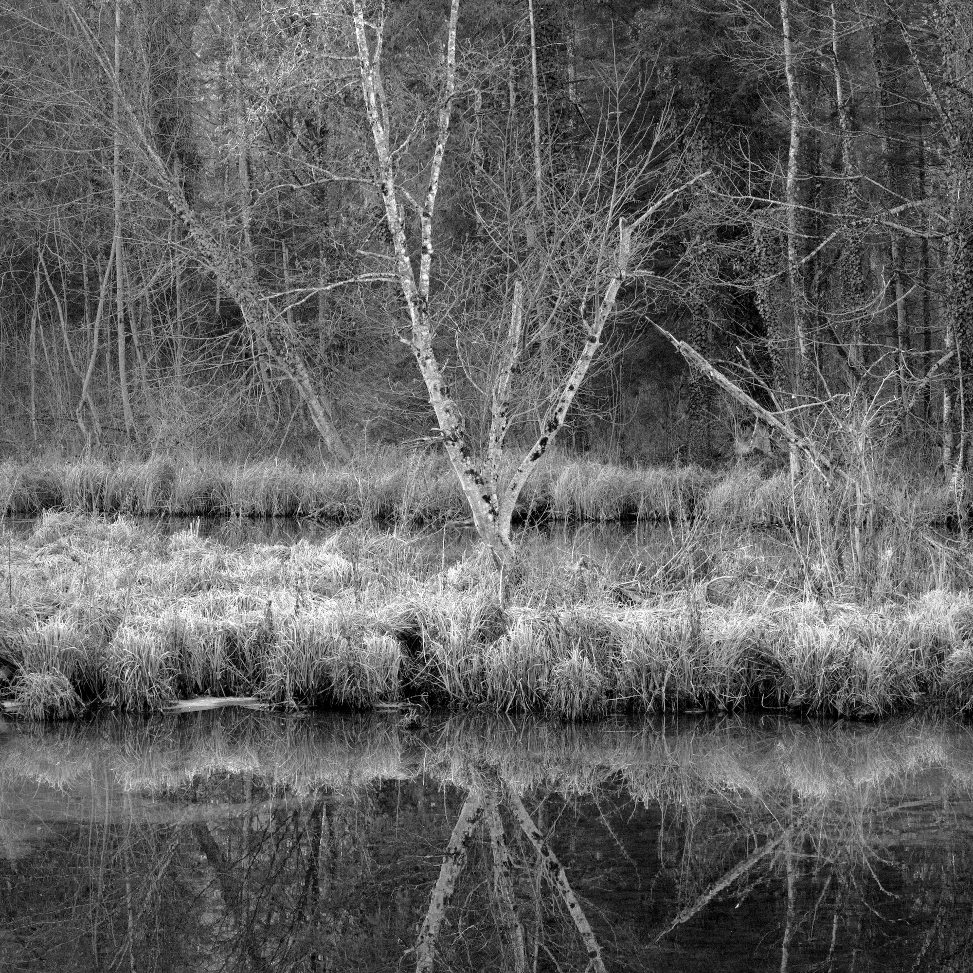 Birch at the Backwaters