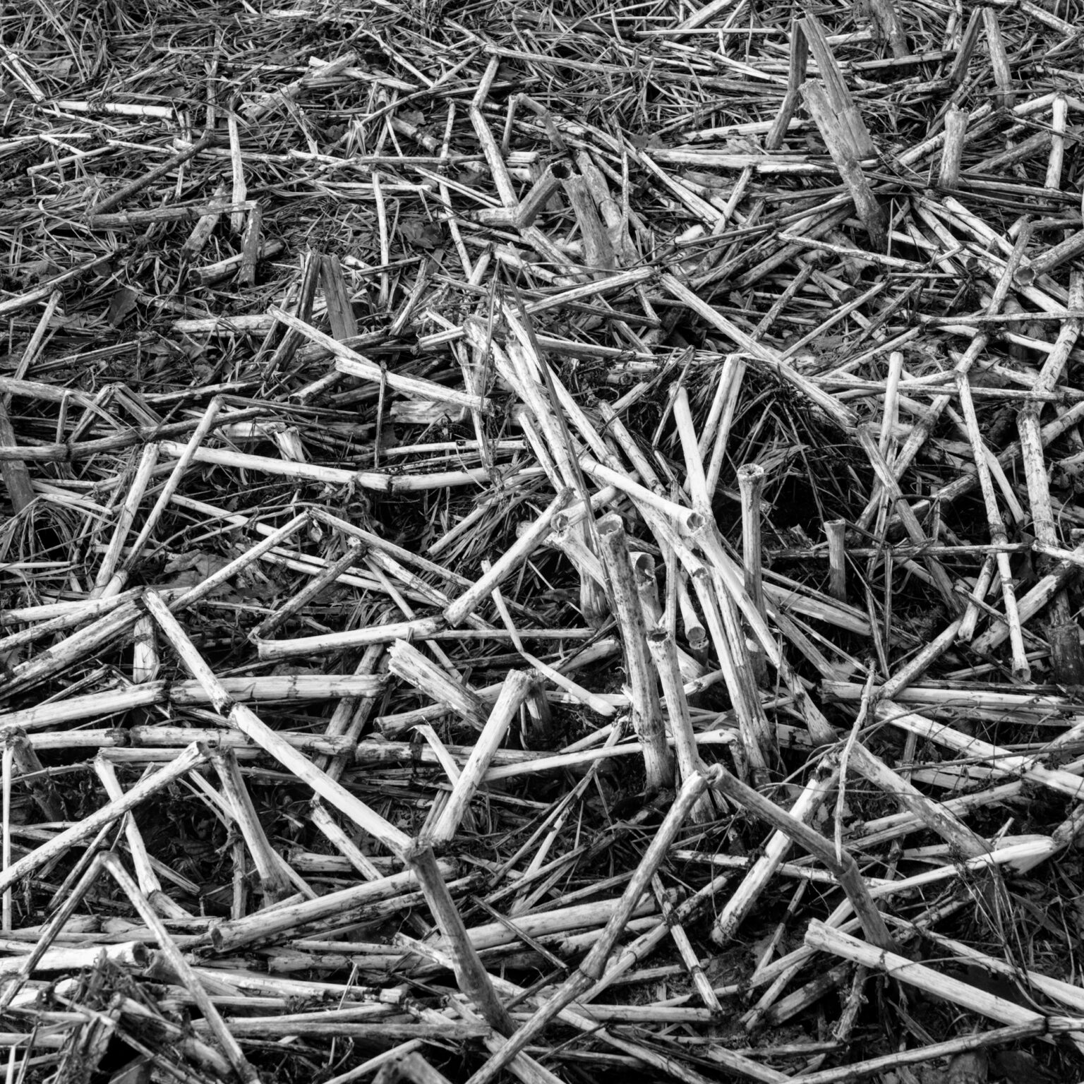 Broken Reed