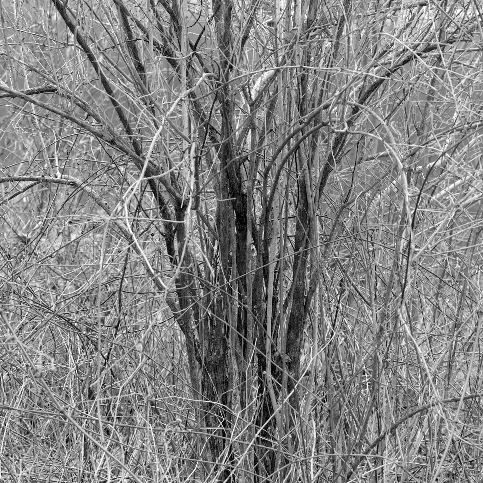 Dark Wood