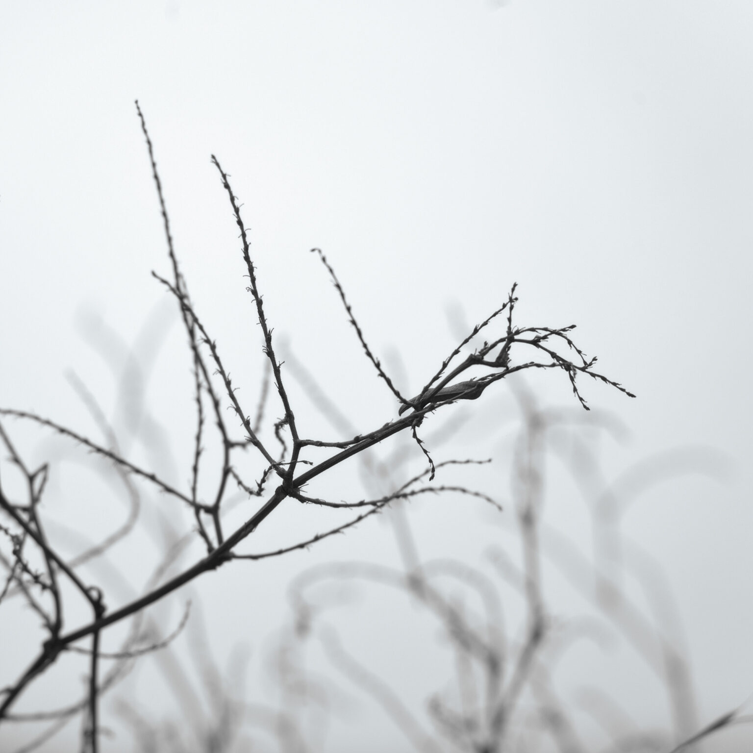 Echoed