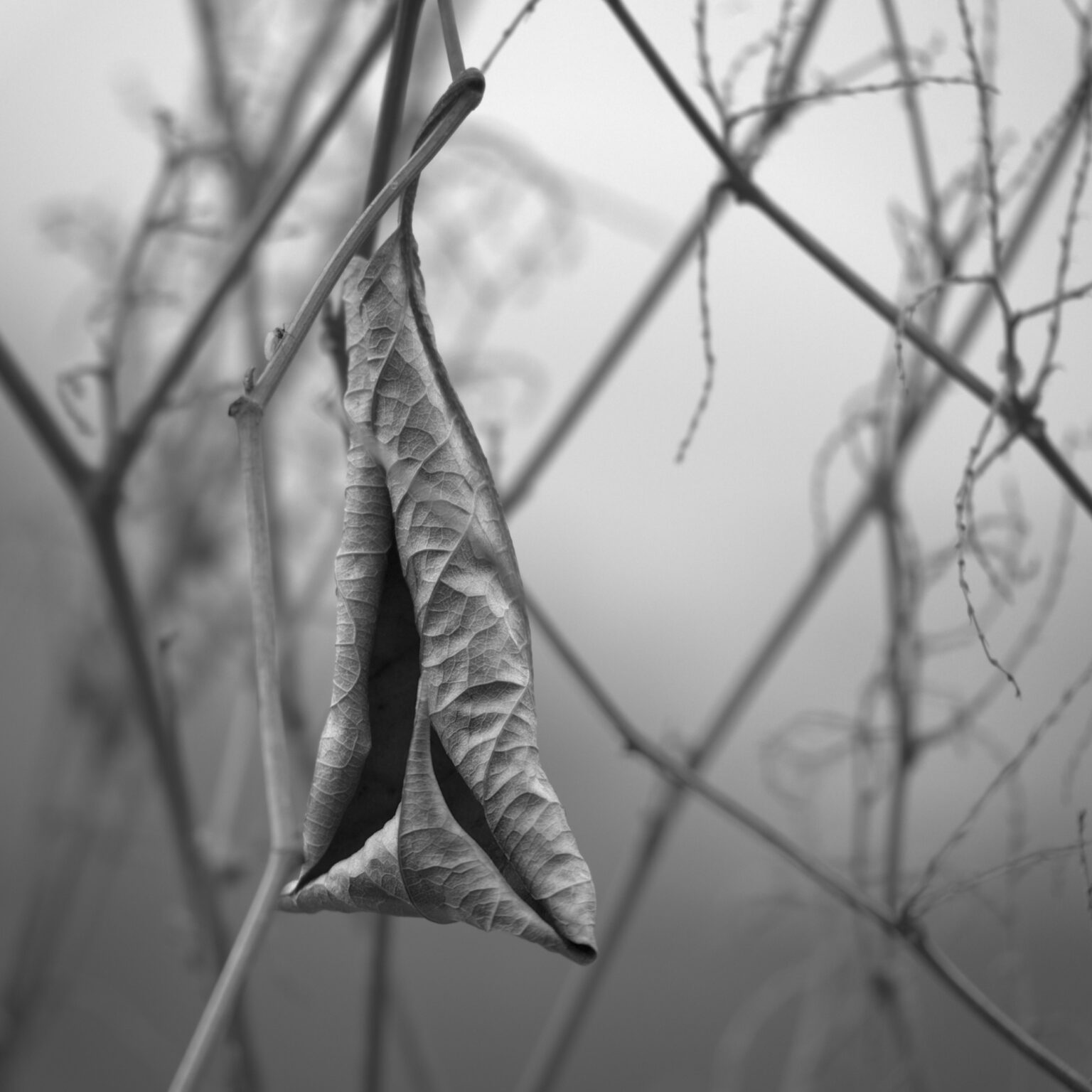 Furled in