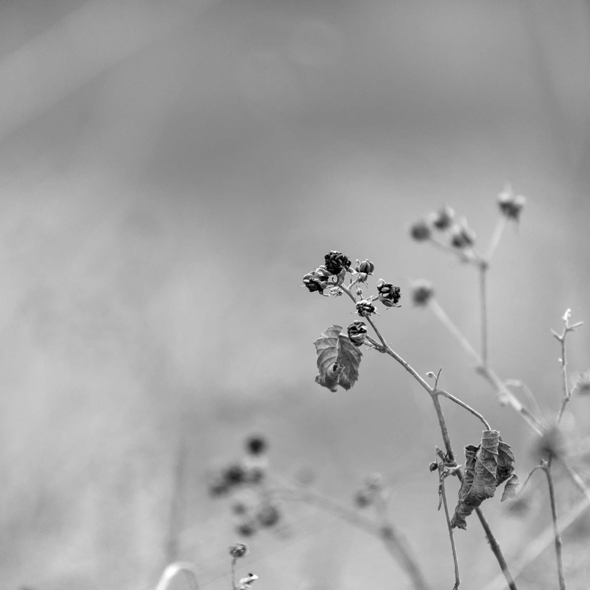 Last Year’s Brambles
