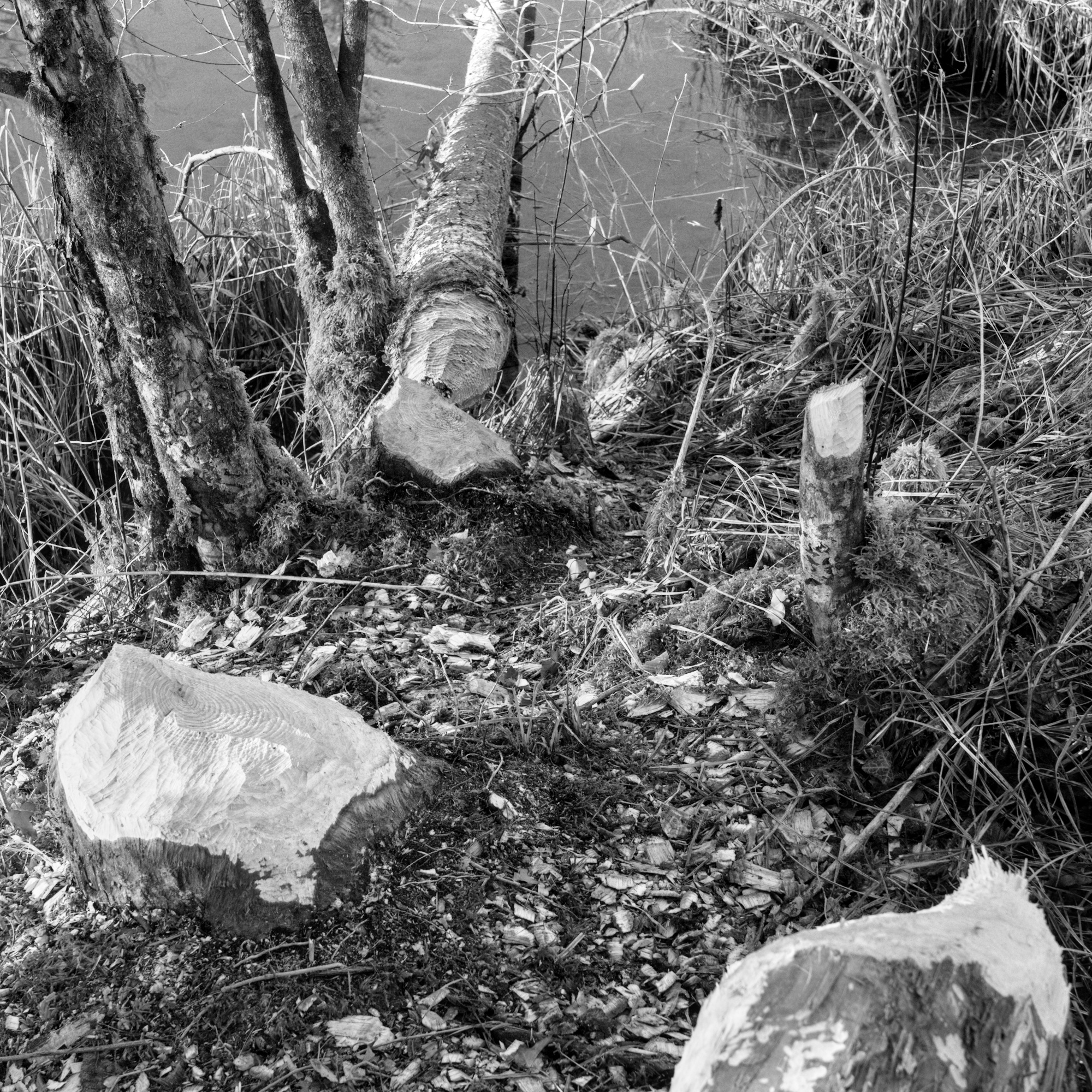 The Beavers‘ Feasting Place