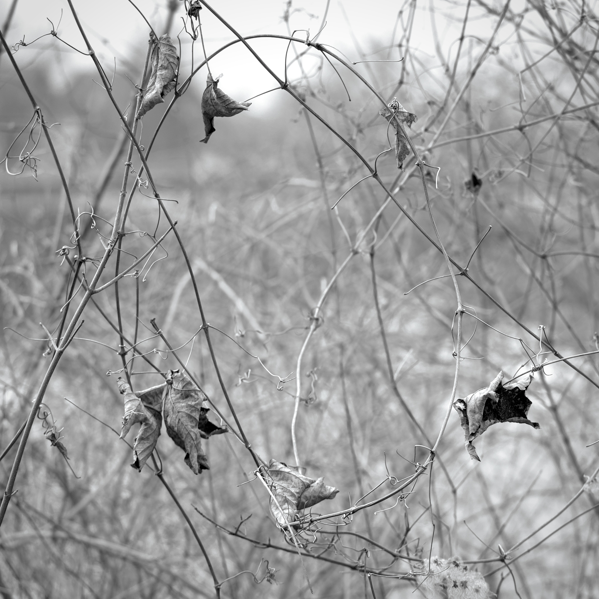 Wild Grapevine Roundelay