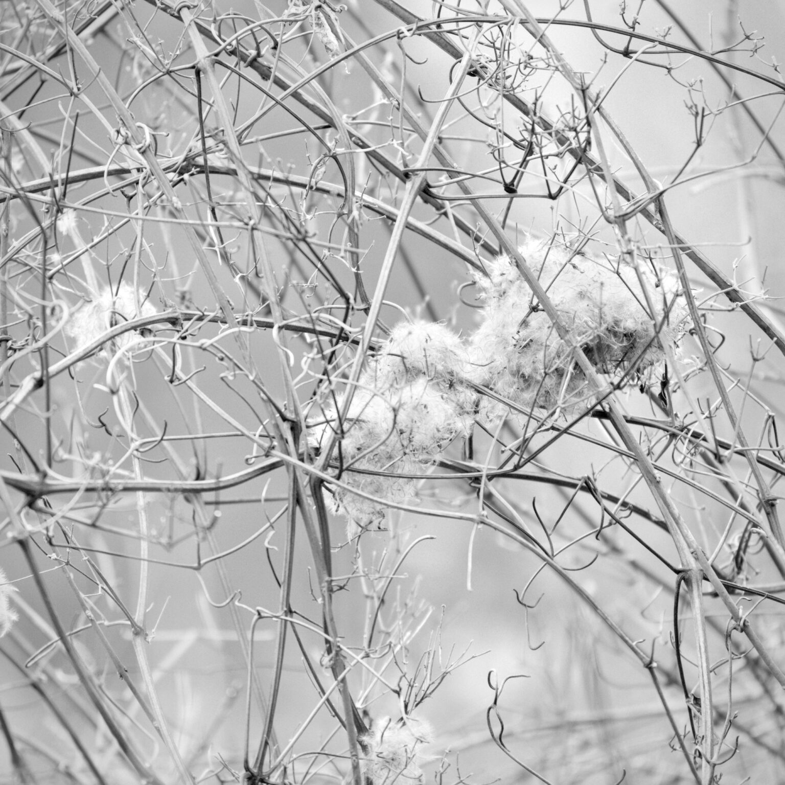 Old Man’s Beard