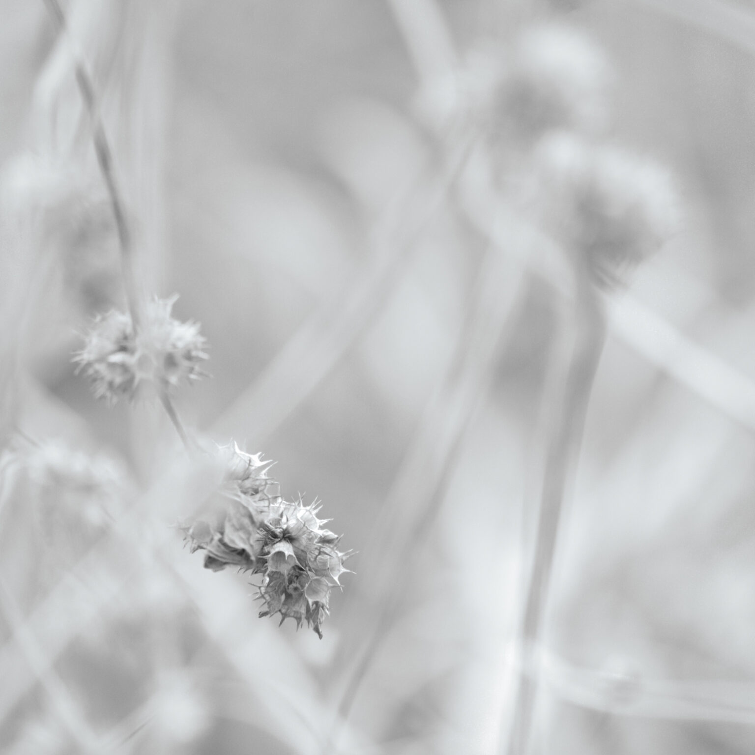 Seeds gone
