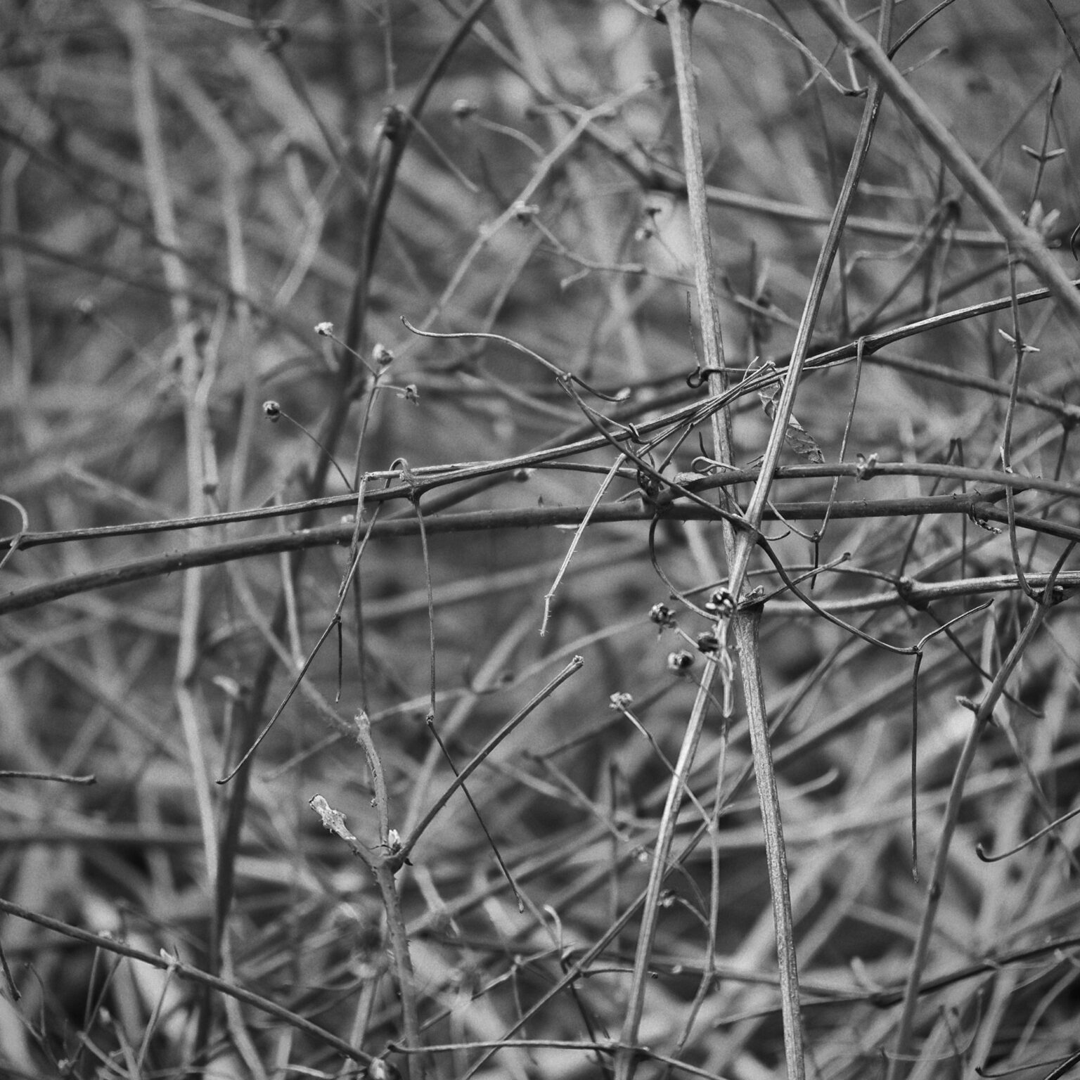 Thicket