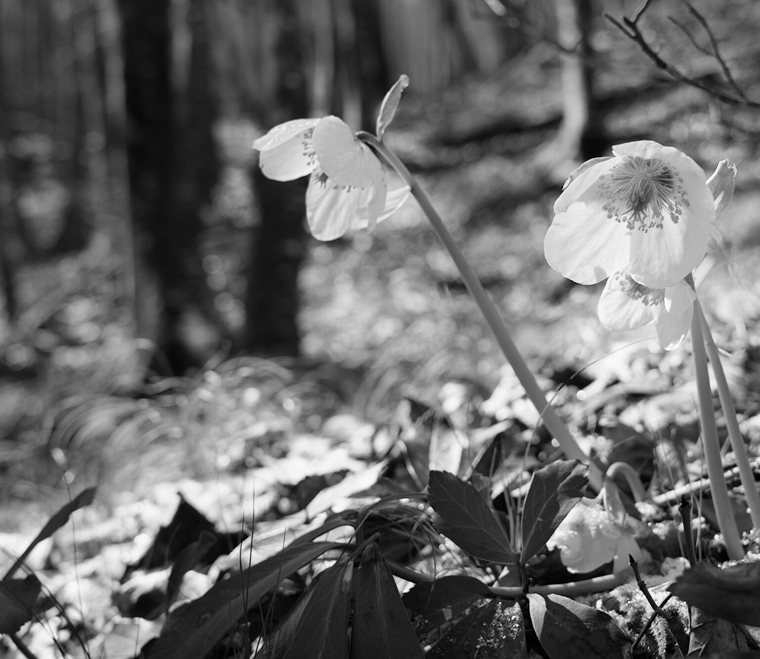 Christmas Rose
