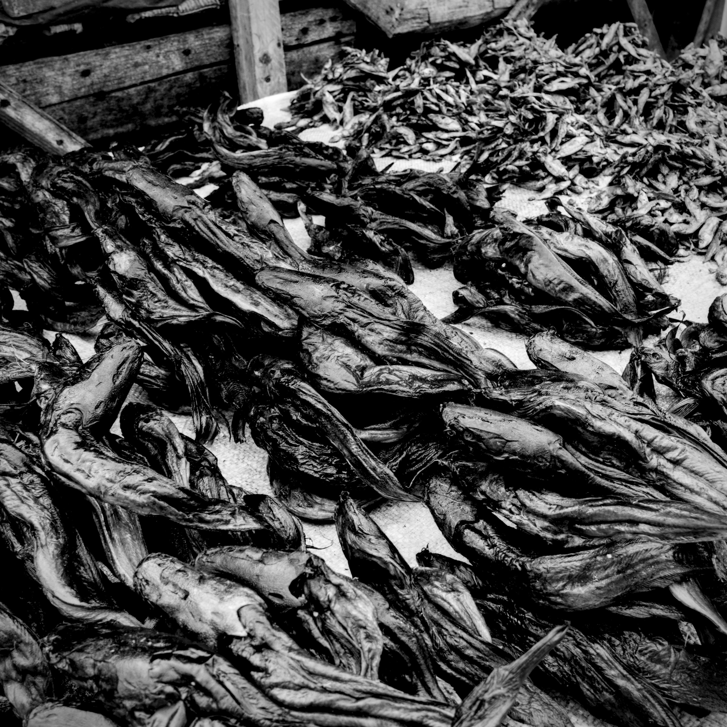 Dried Fish I