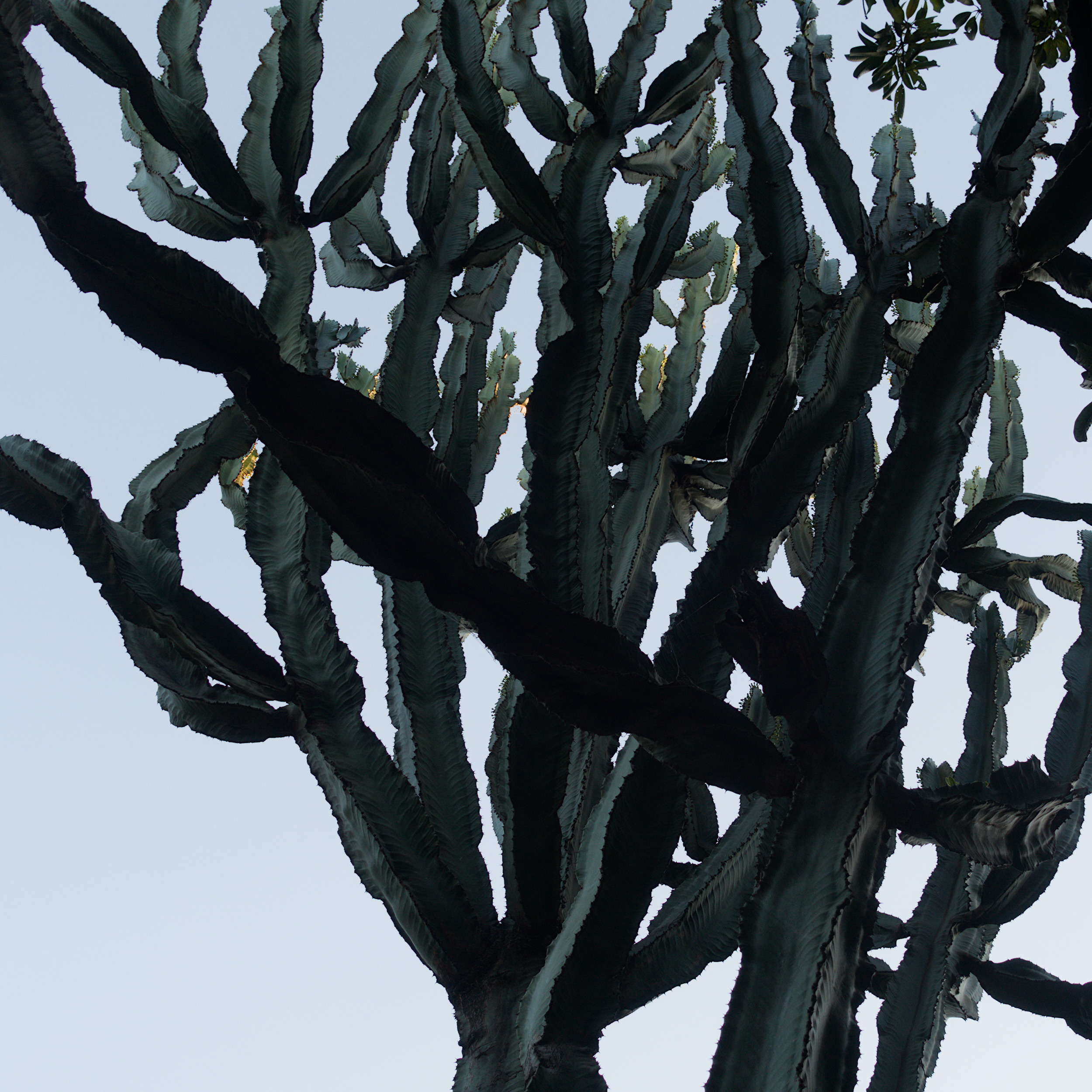 It’s a Cactus World