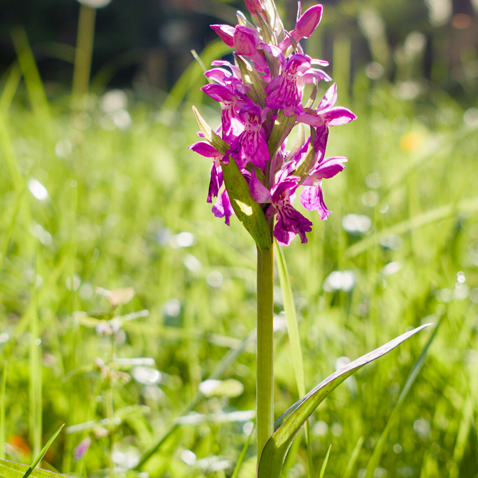 In my Front Yard: Spotted Orchis