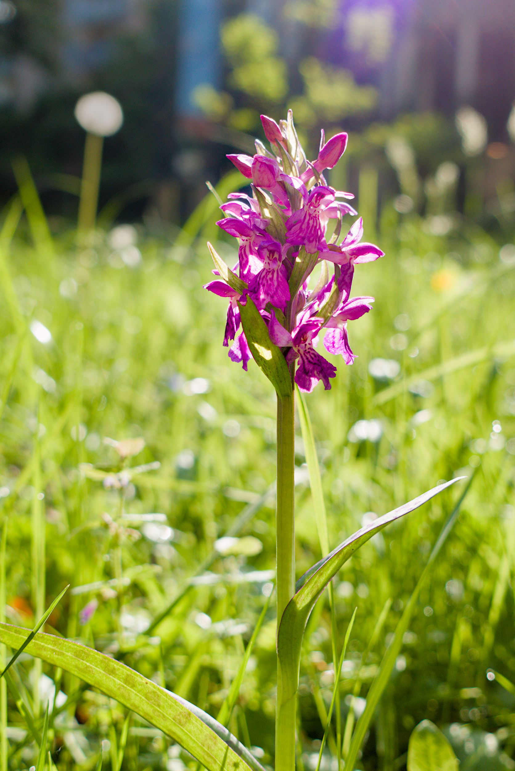 In my Front Yard: Spotted Orchis