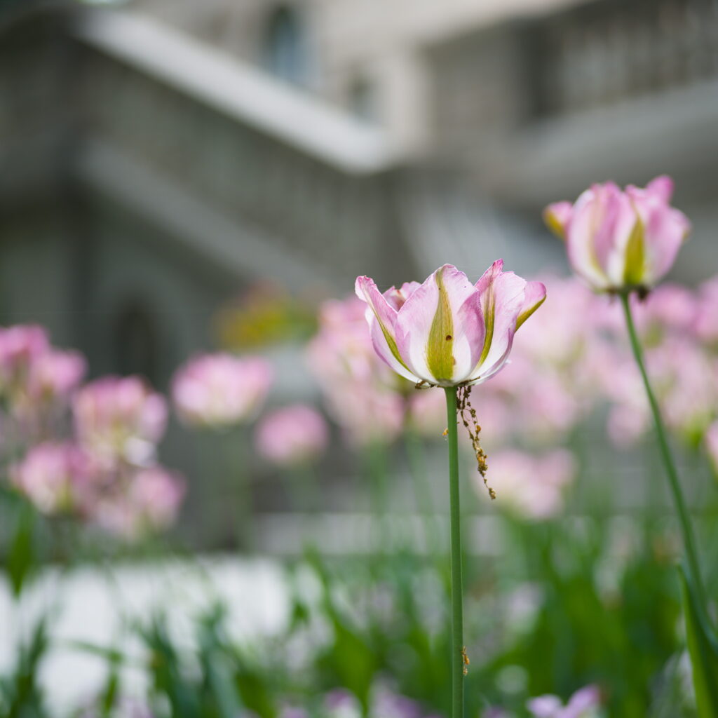 Wabi_Sabi_Tulip.jpg.jpg
