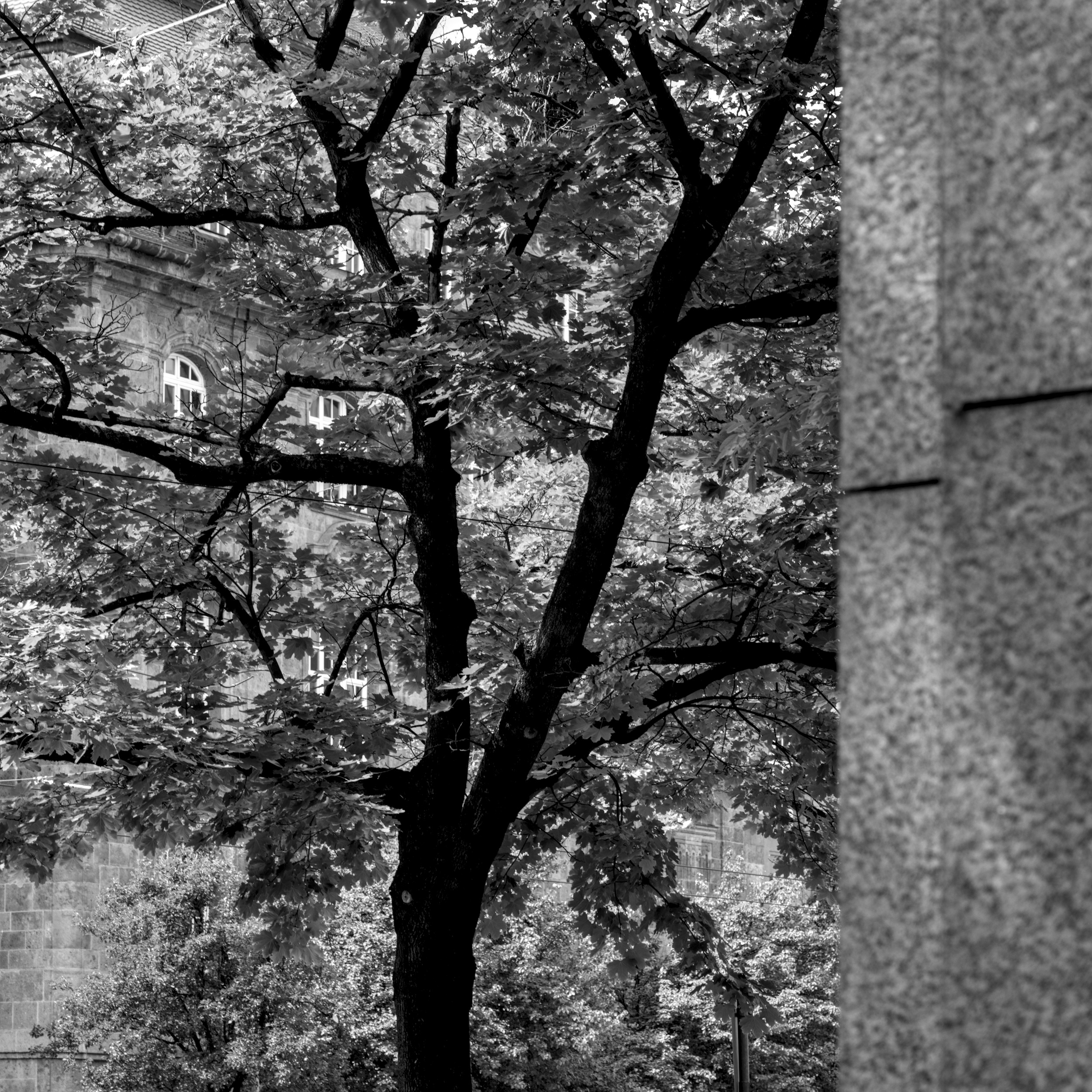 City Tree