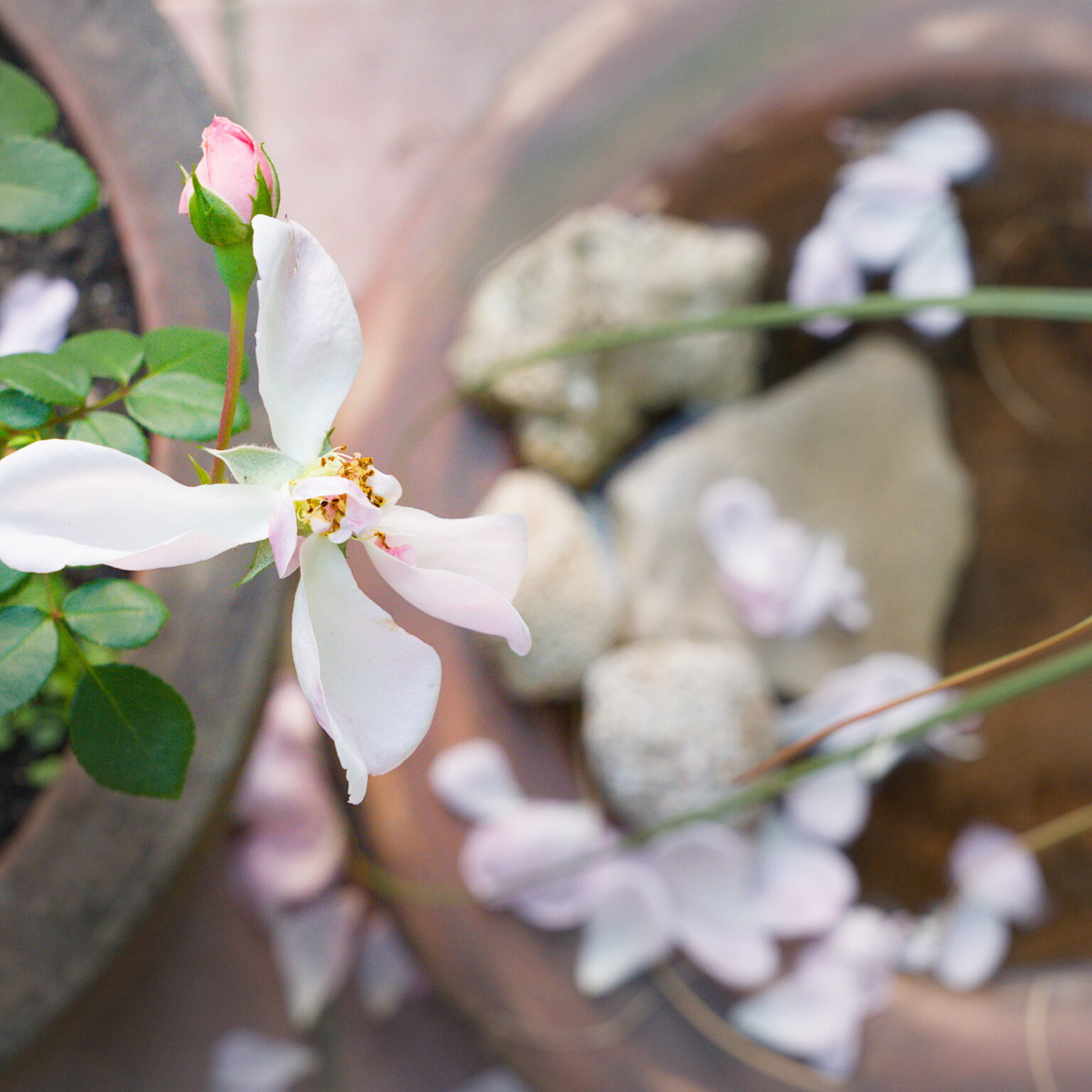 Petals falling