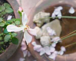 Petals falling