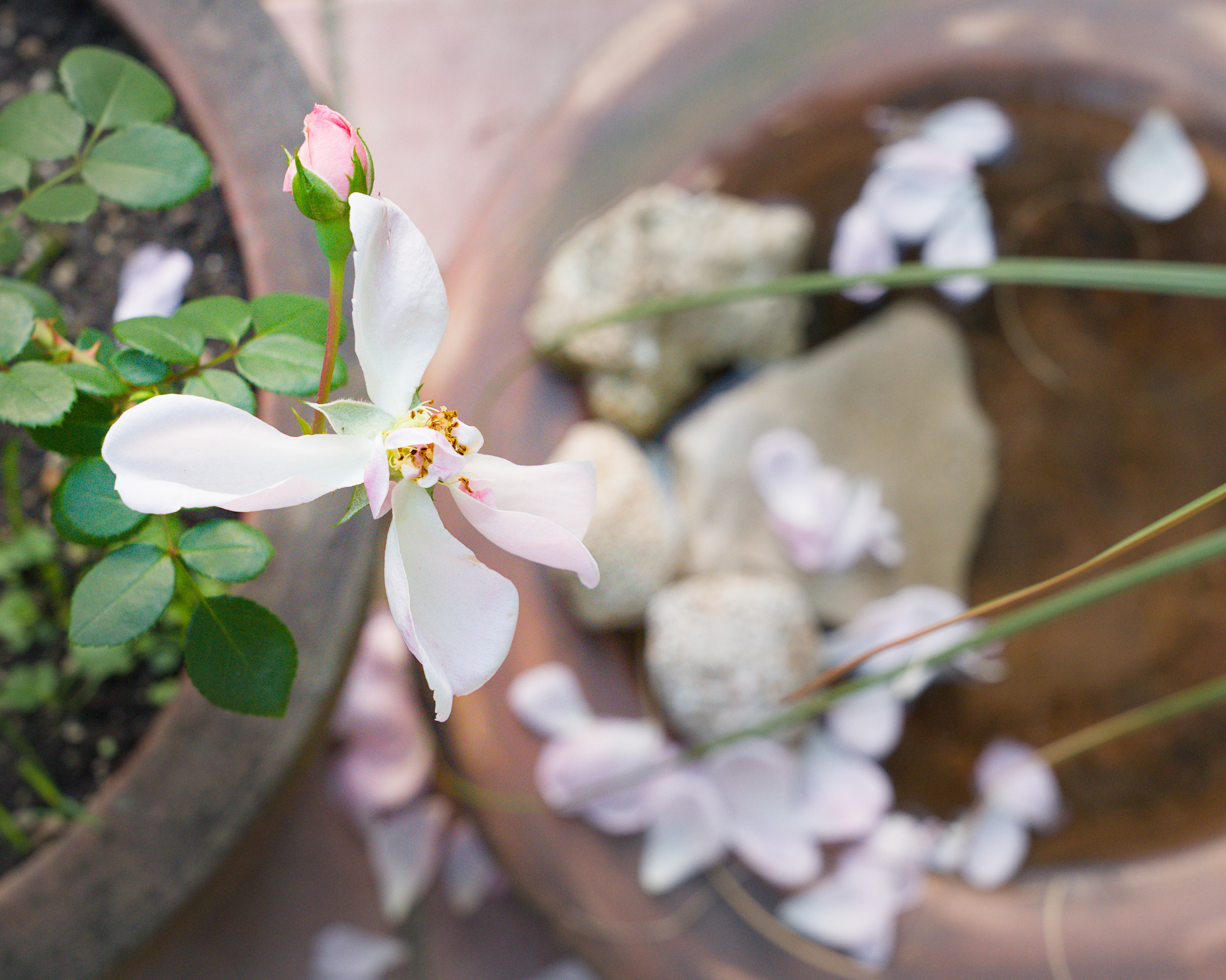 Petals falling