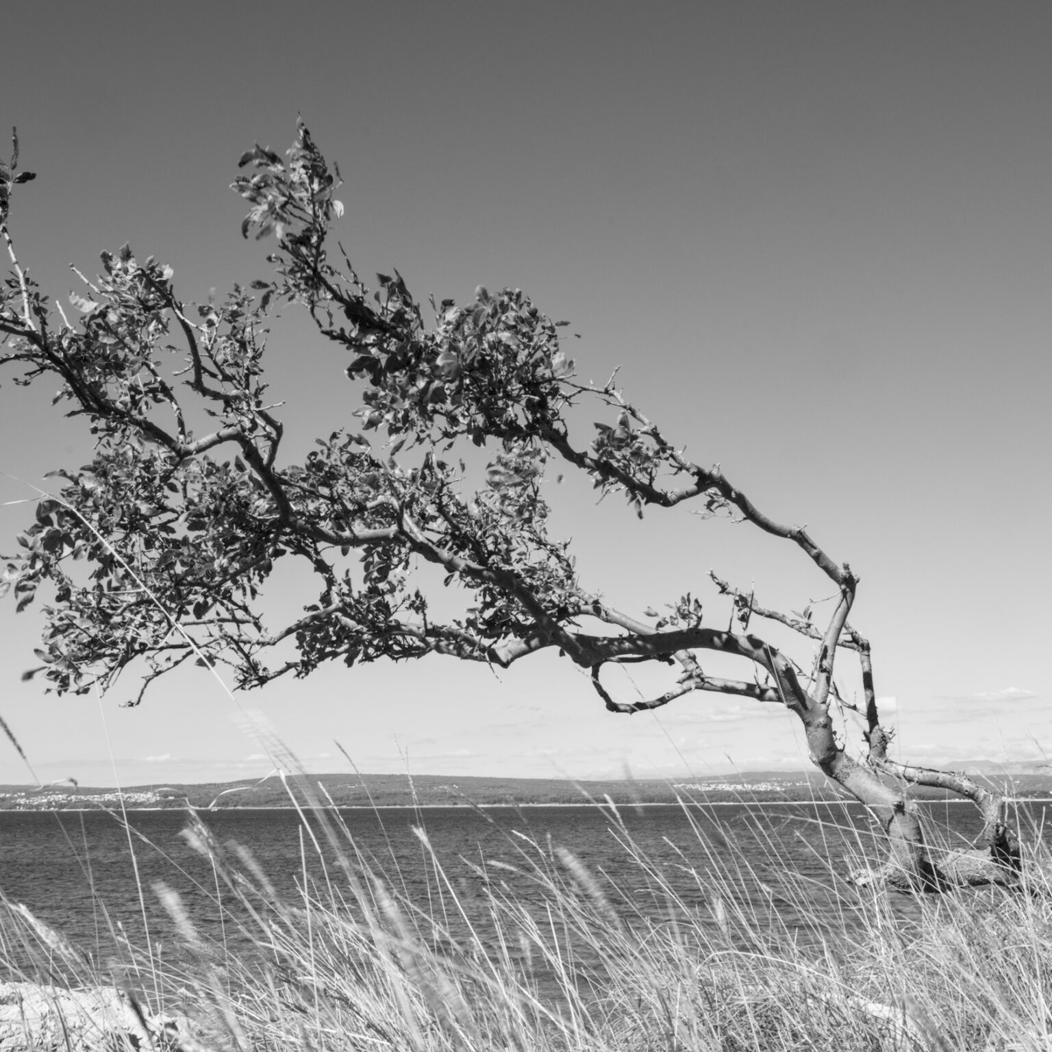 Windswept