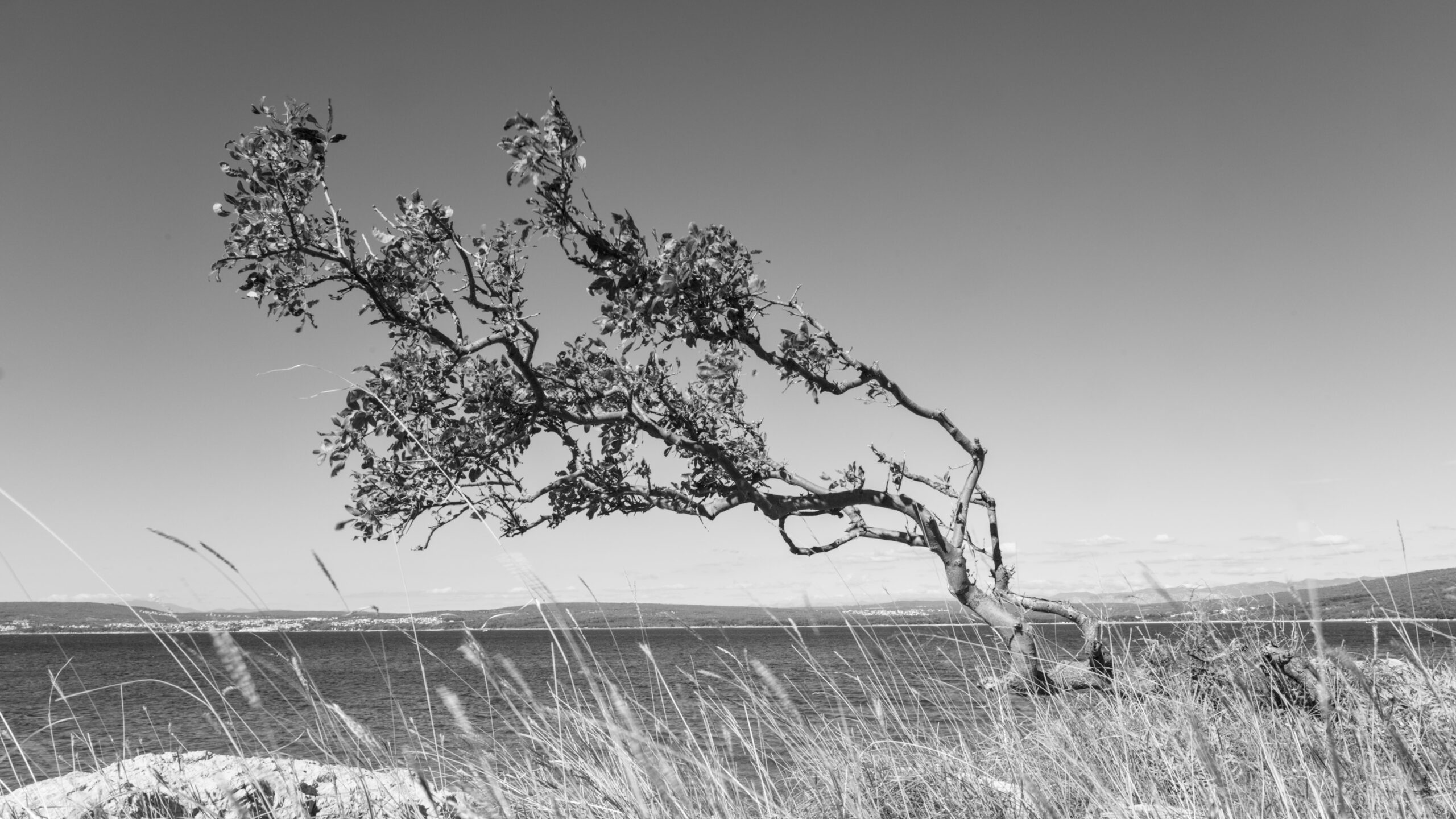 Windswept