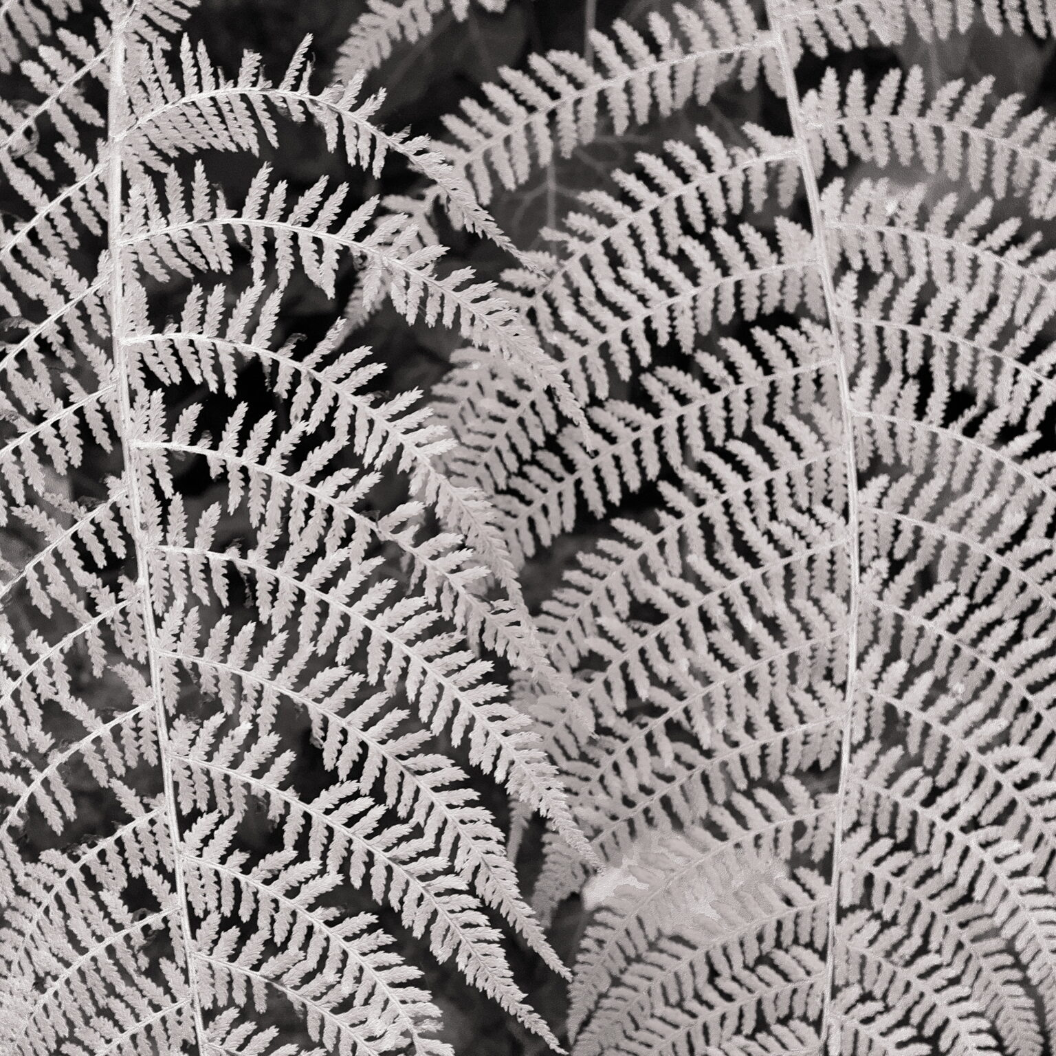 Back home again – Fall (I)