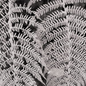 Back home again – Fall (I)