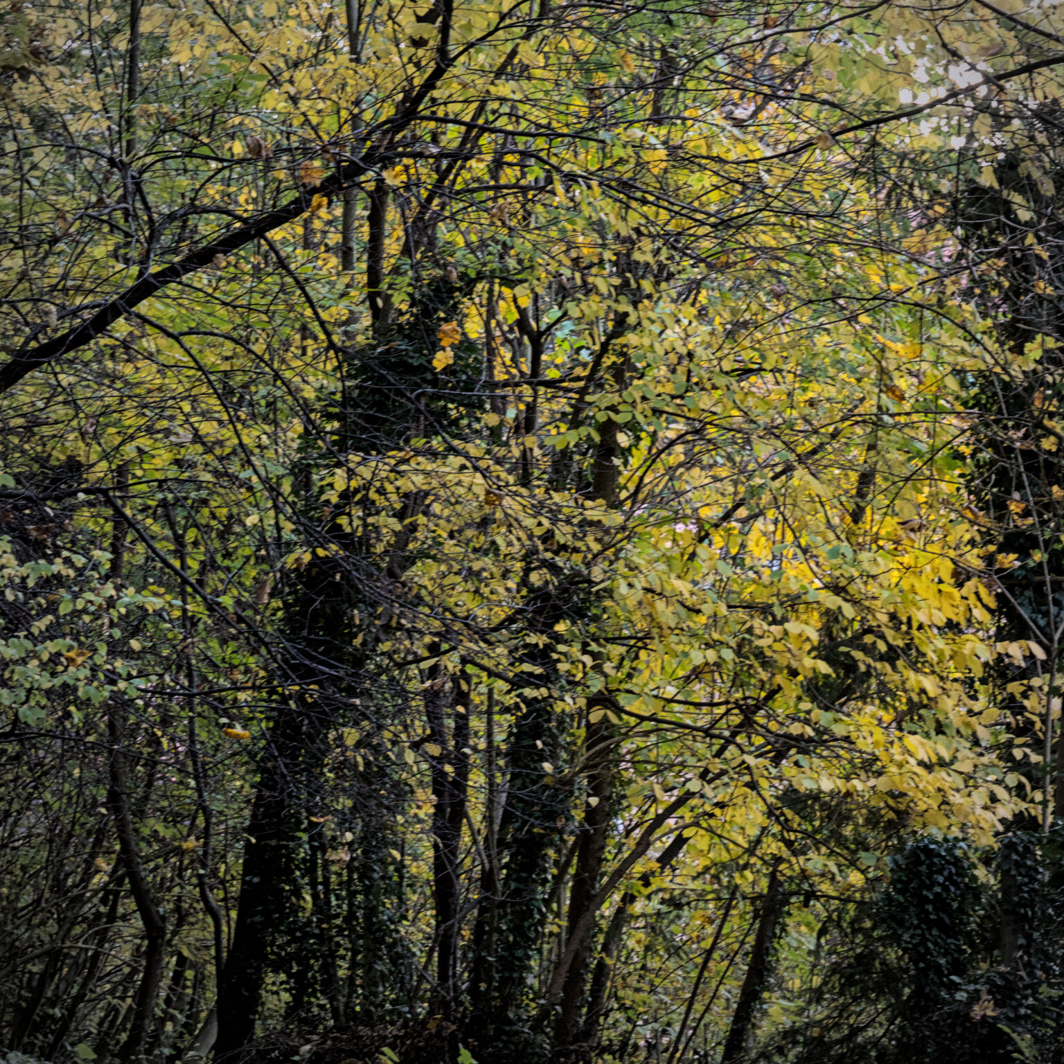 Leaves still hanging