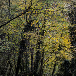 Leaves still hanging