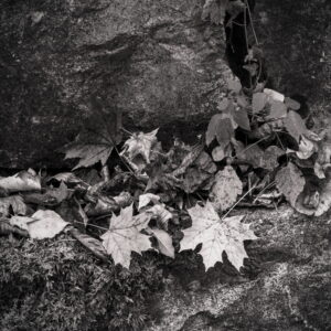 Maple Leaves – Fall (II)