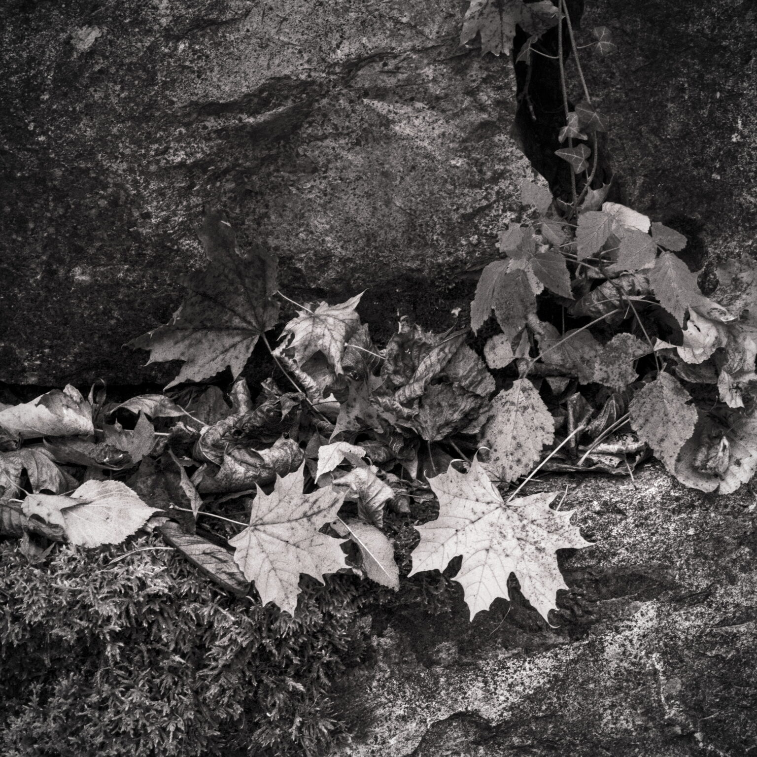 Maple Leaves – Fall (II)