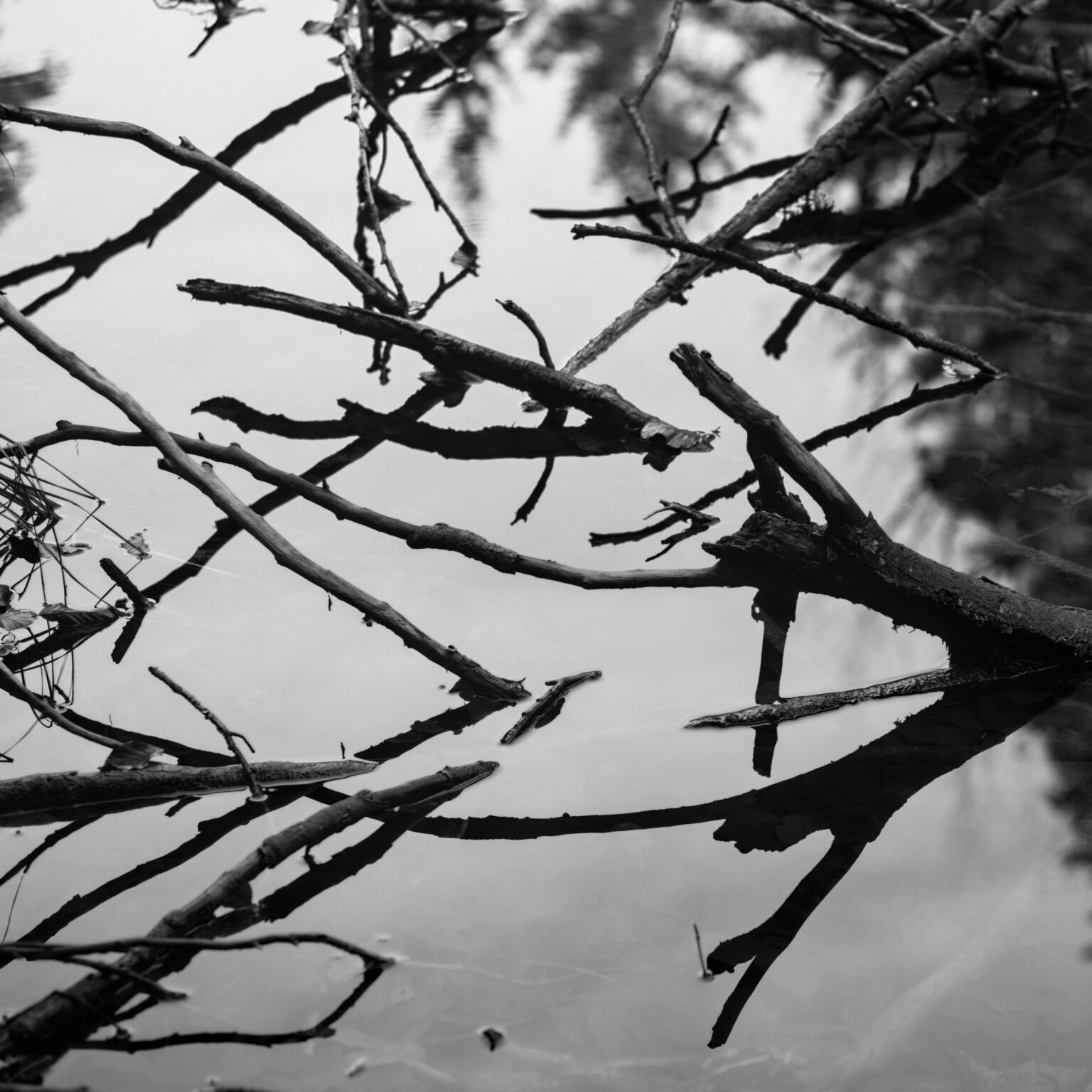 Branches in the Pond