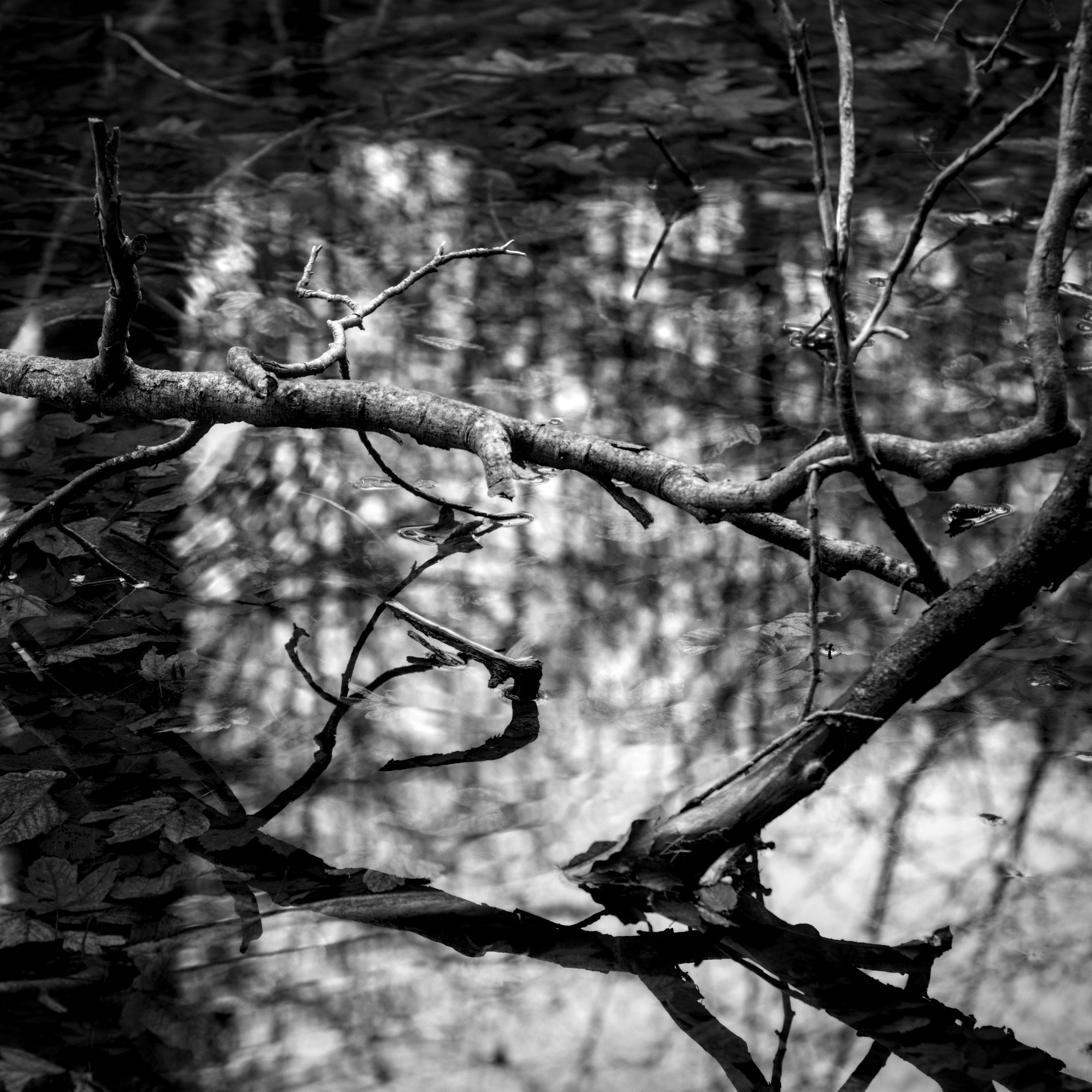 Same Pond, different Branches