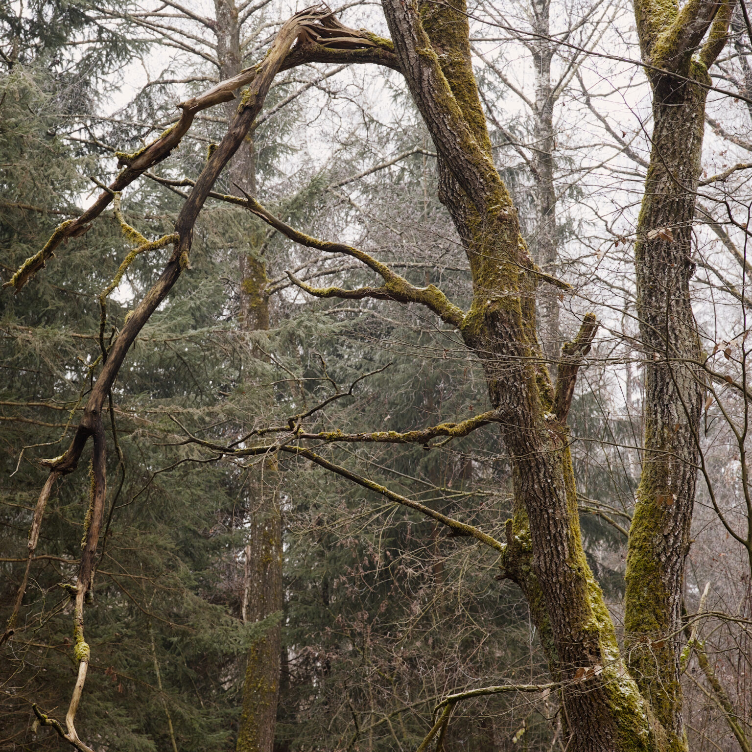 Different Oak, different Light