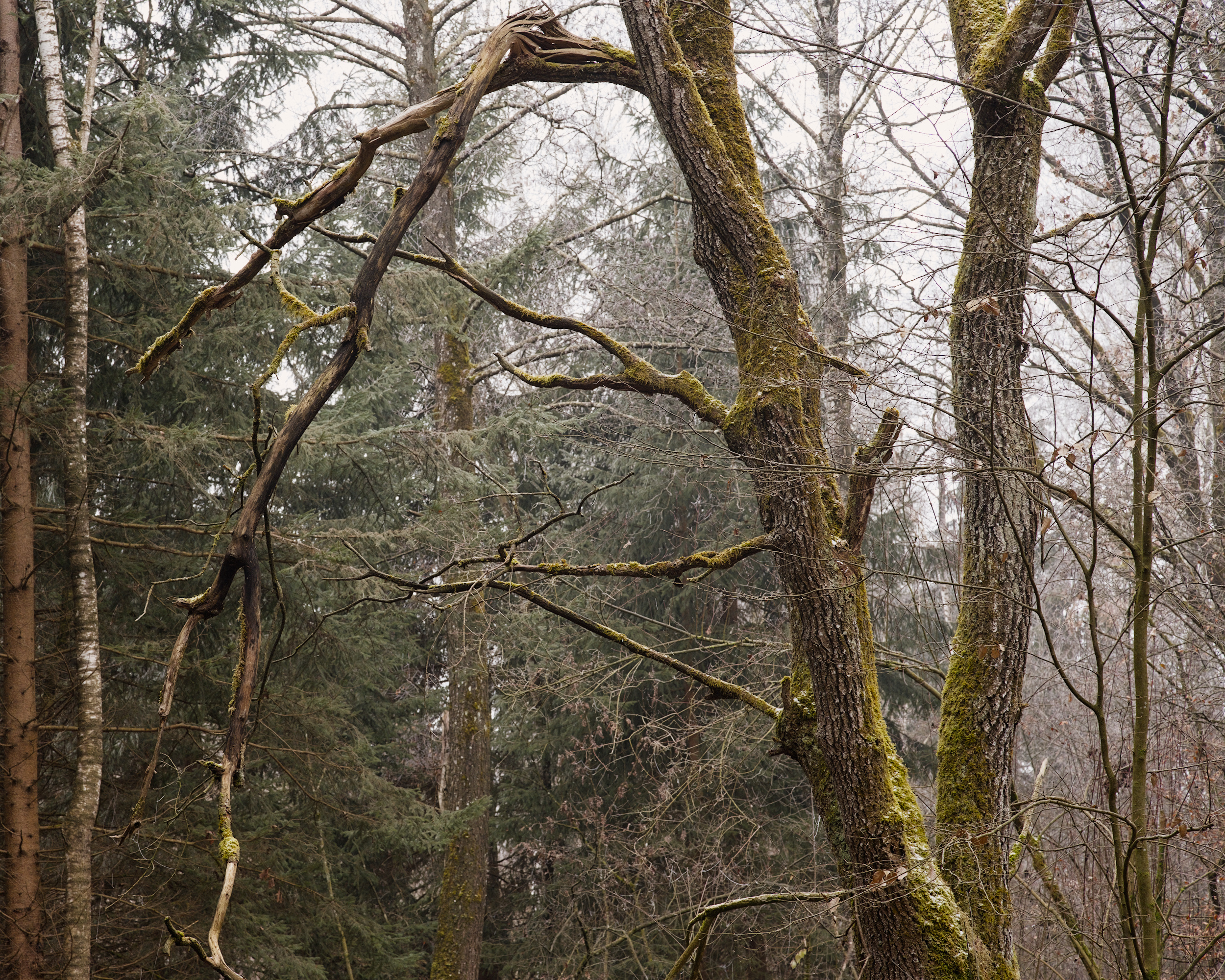 Different Oak, different Light