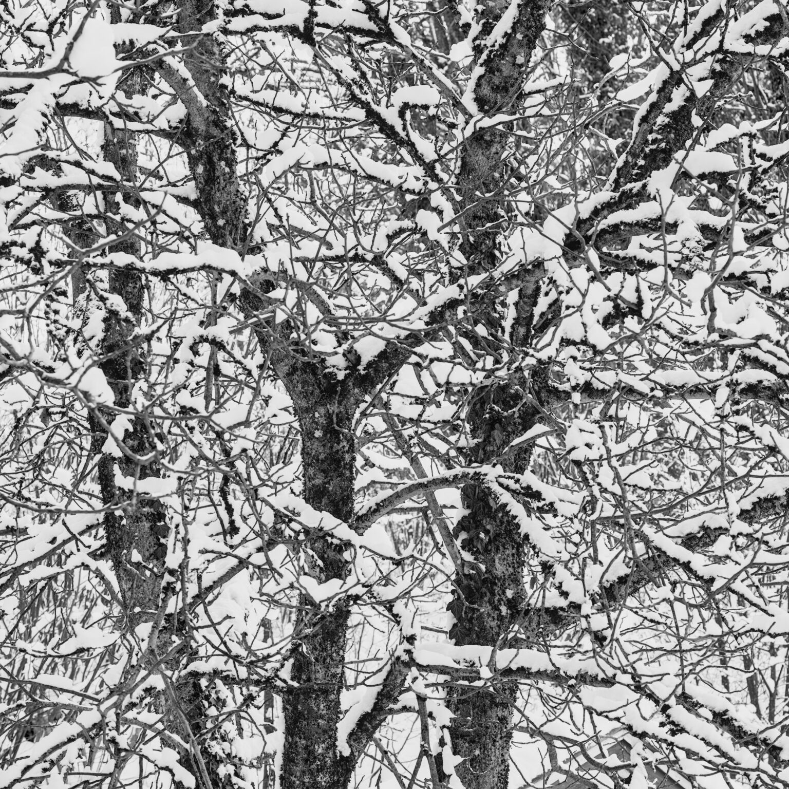 Winter-Walnut All-Over