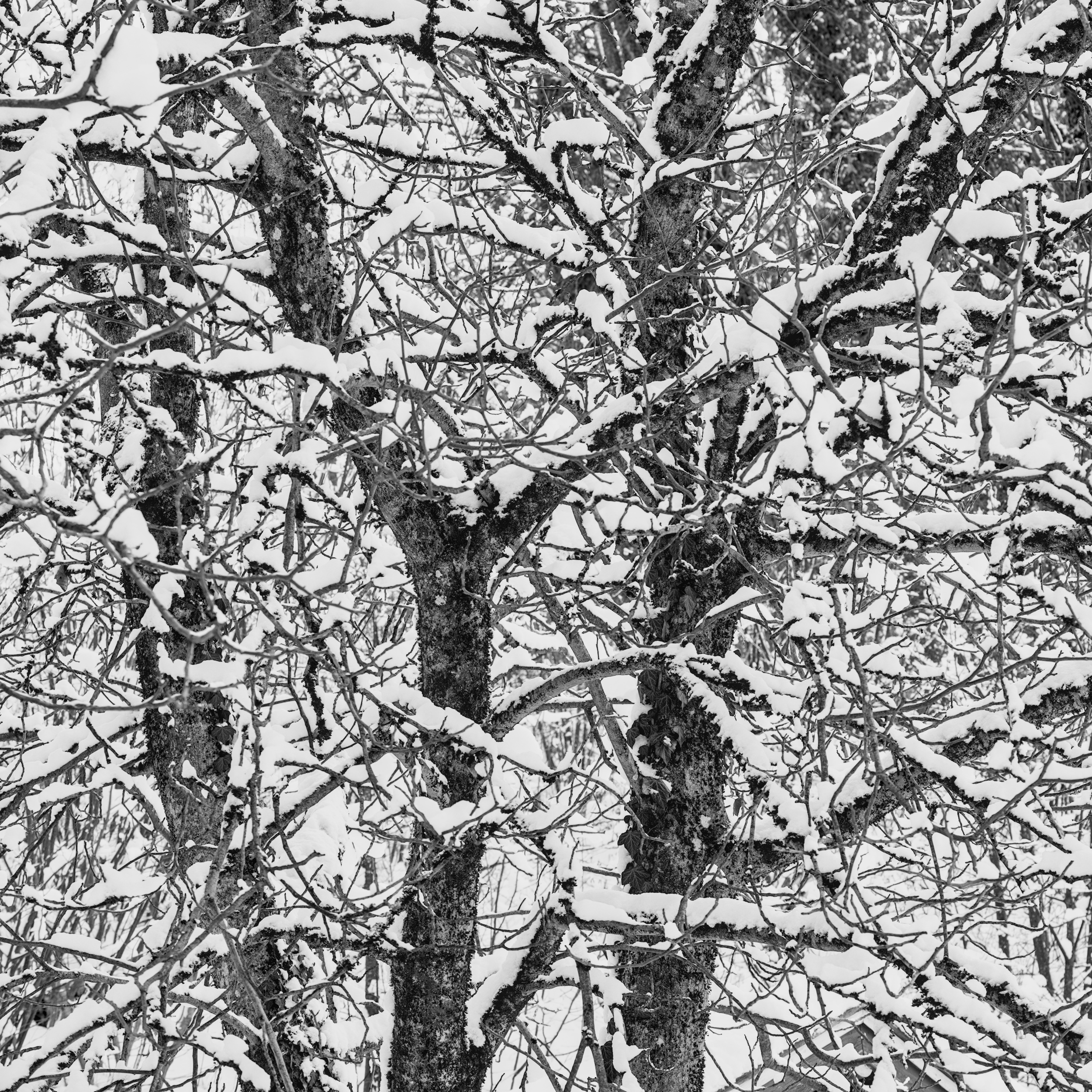 Winter-Walnut All-Over