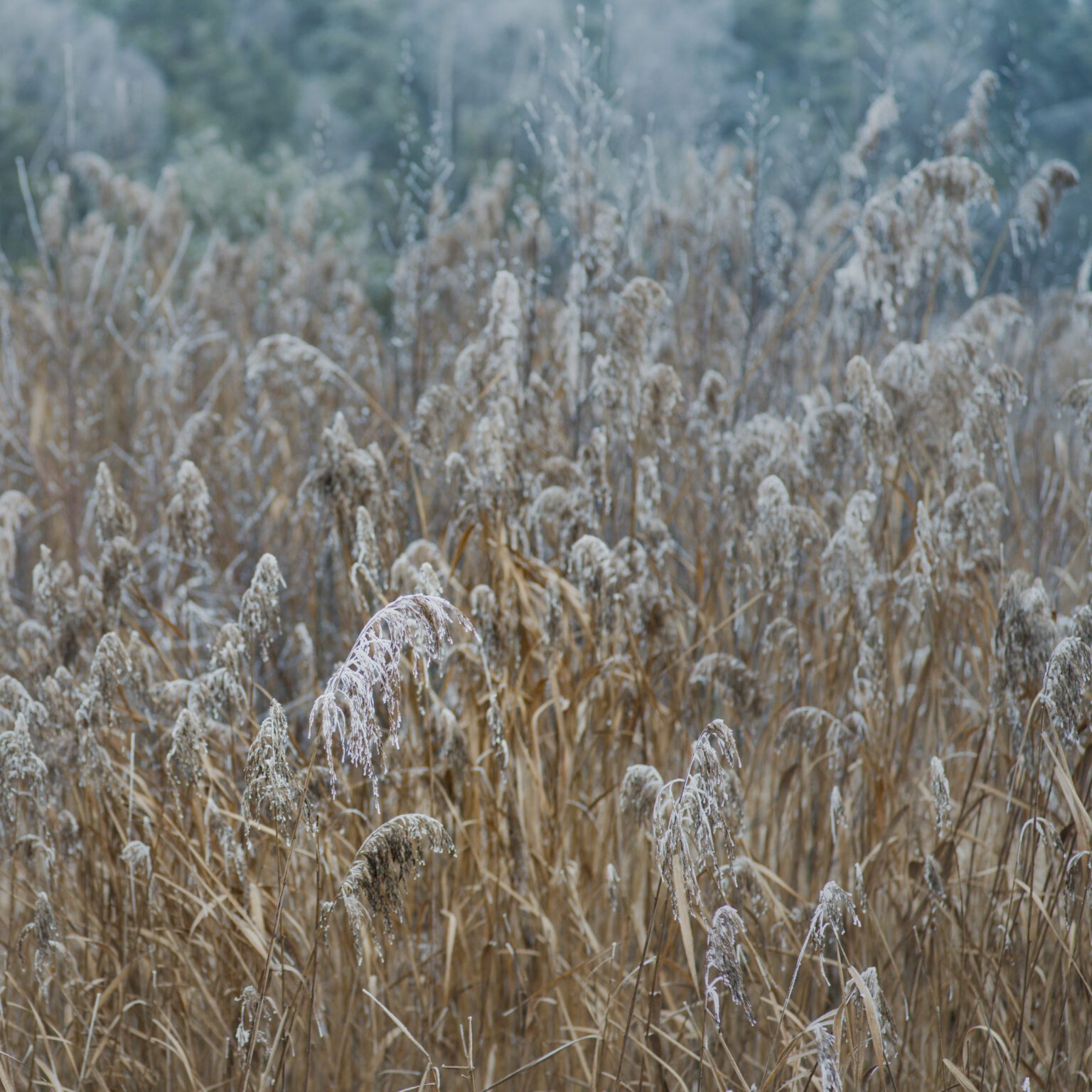 Winter Reed
