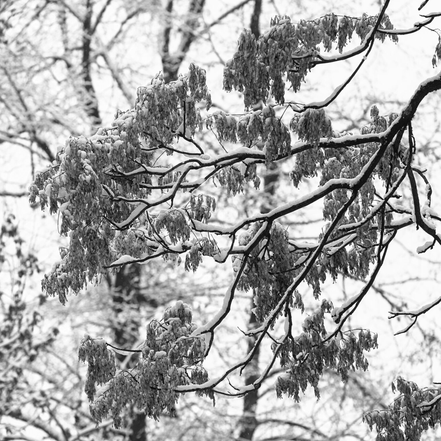 Last Year’s Maple Samaras