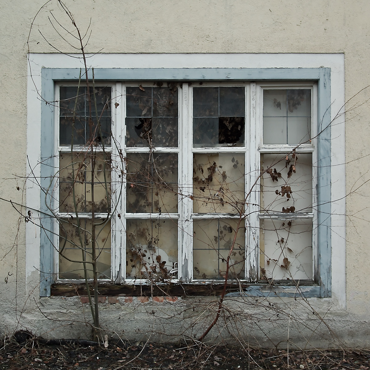 Window, Weeds
