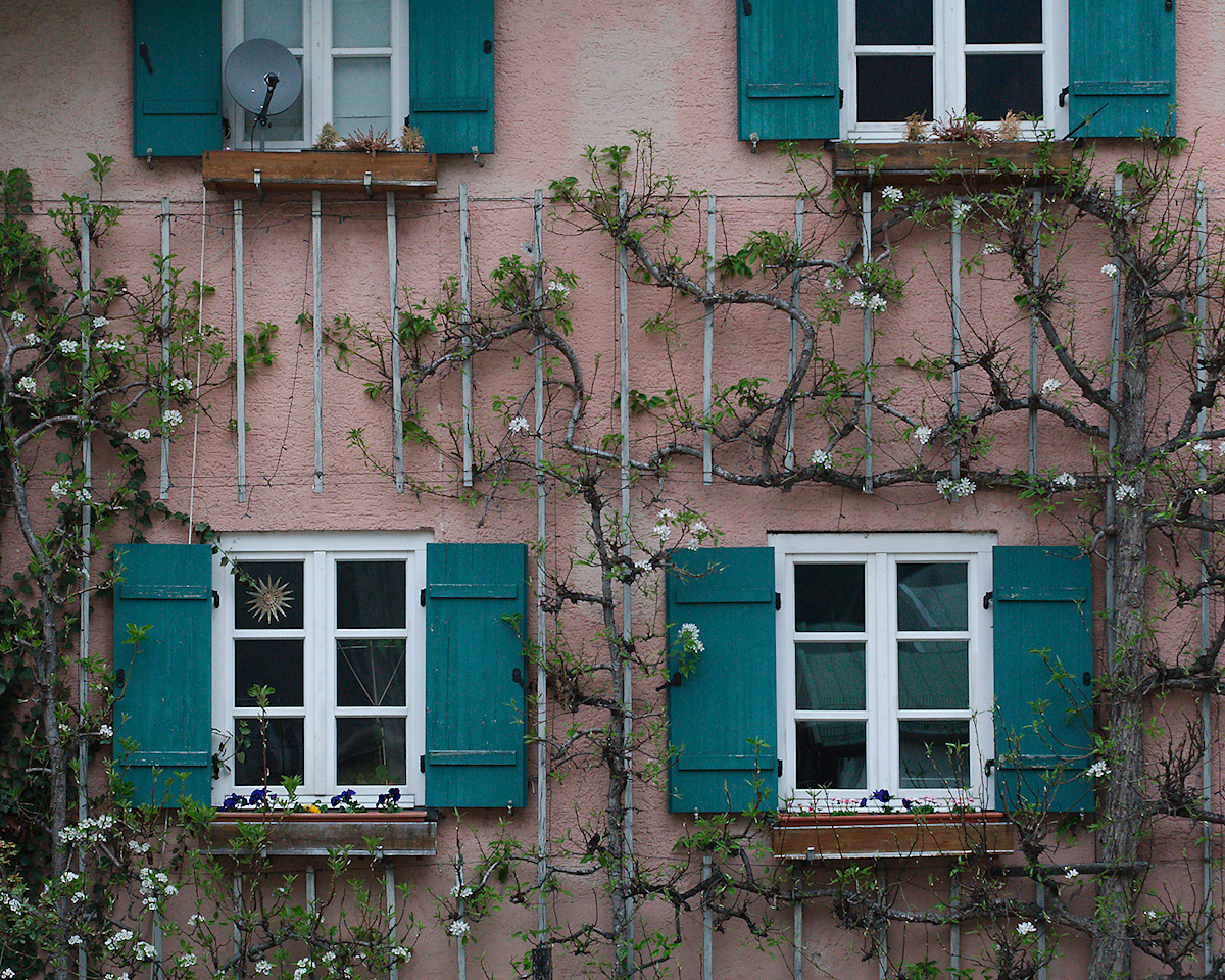 Espalier Blossoms