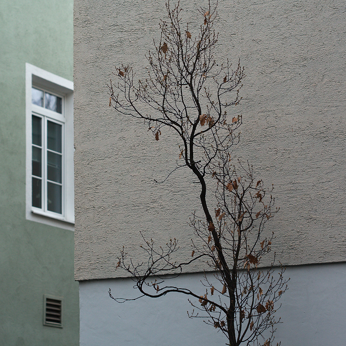 Tree, Wall, Window