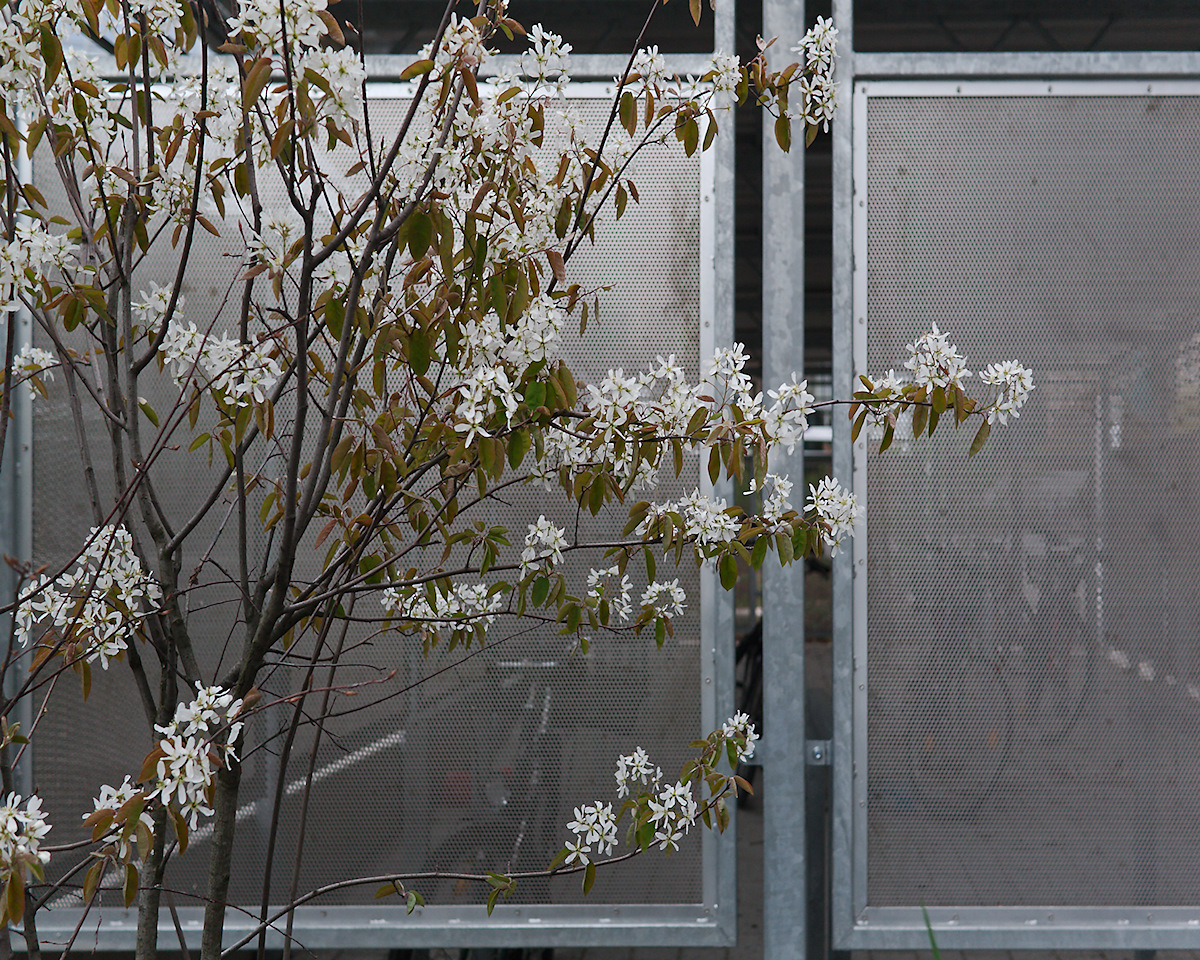 Amelanchier And Grid