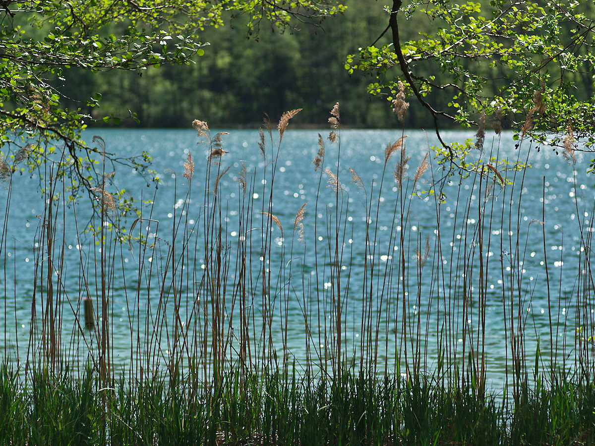 Thumsee Reed
