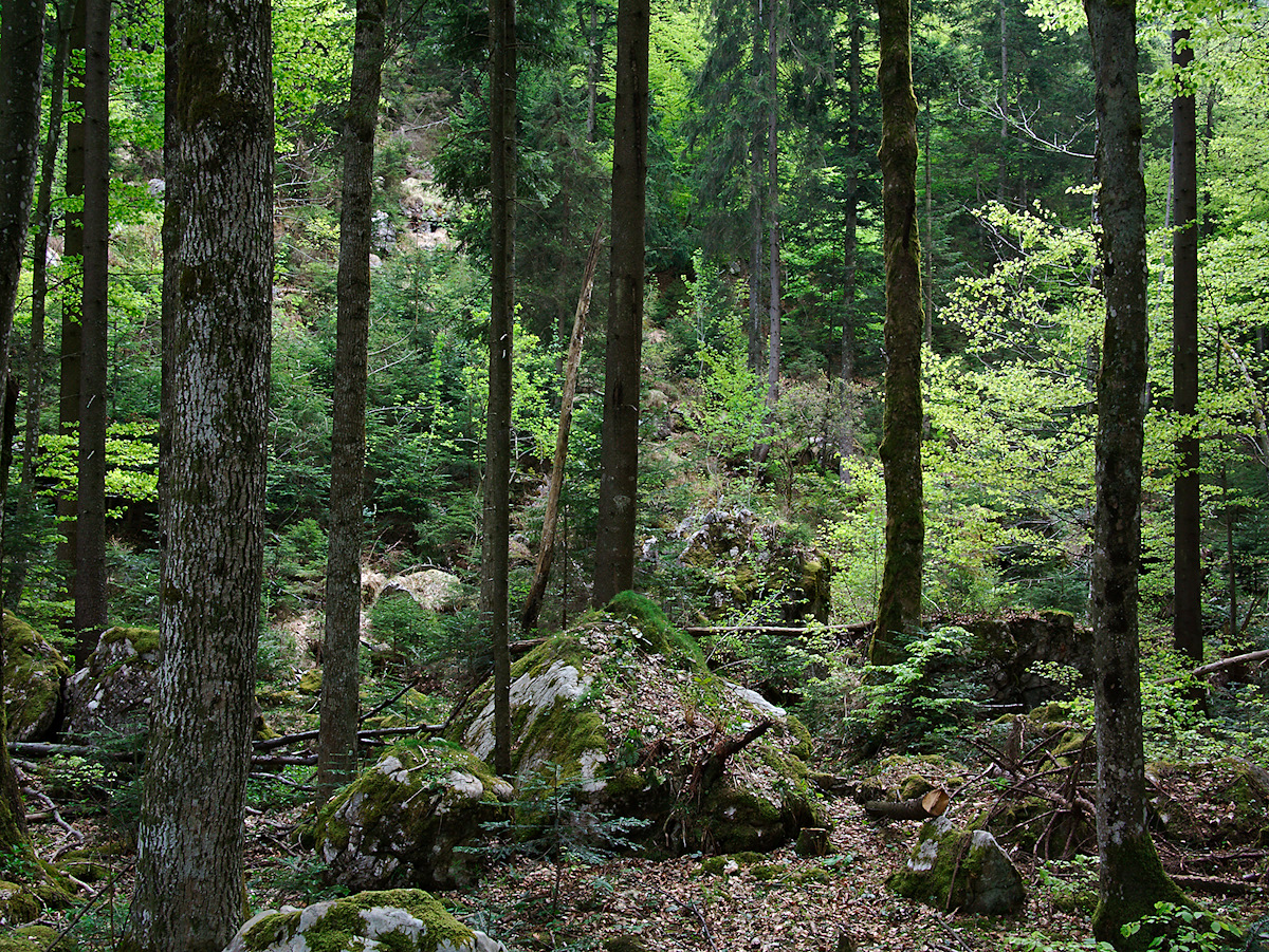 Forest On A Rockslide