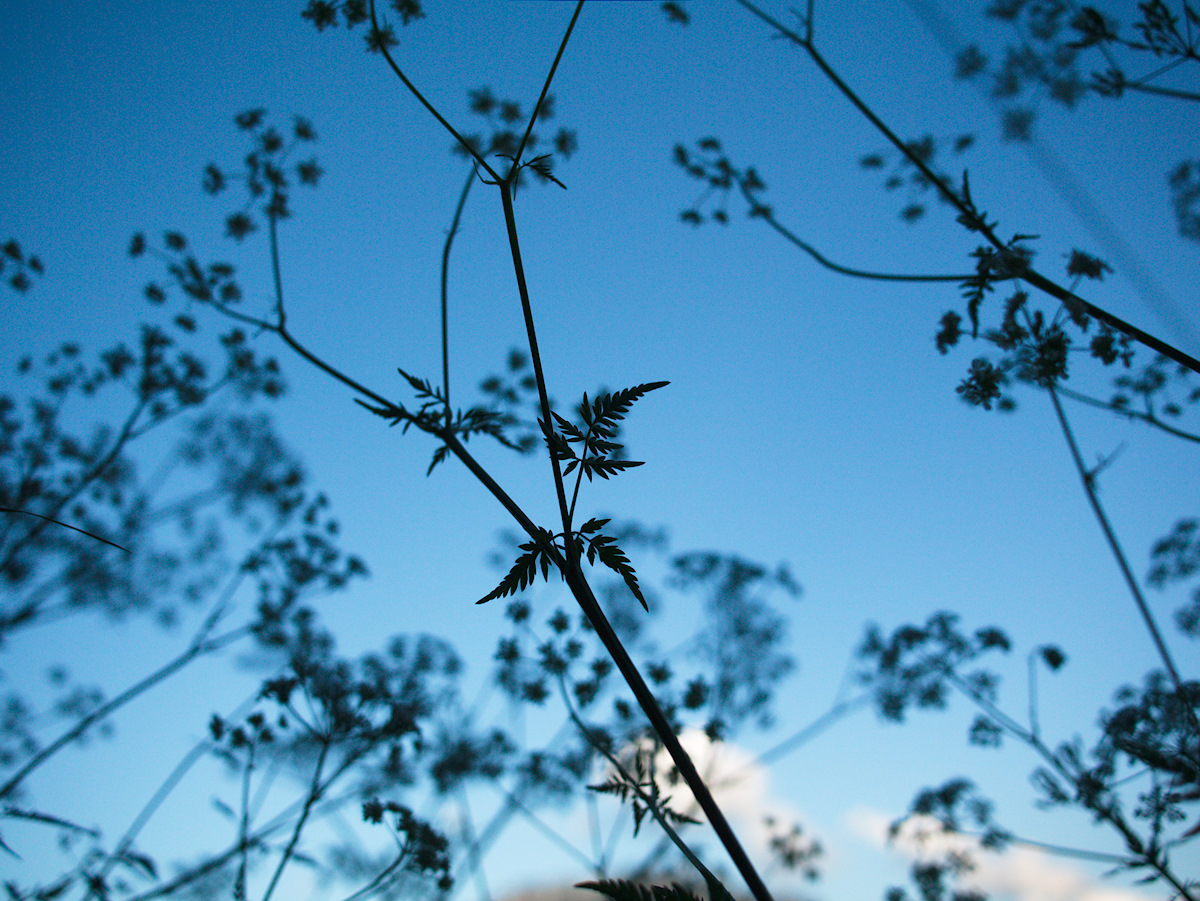 From A Grasshopper’s Point Of View