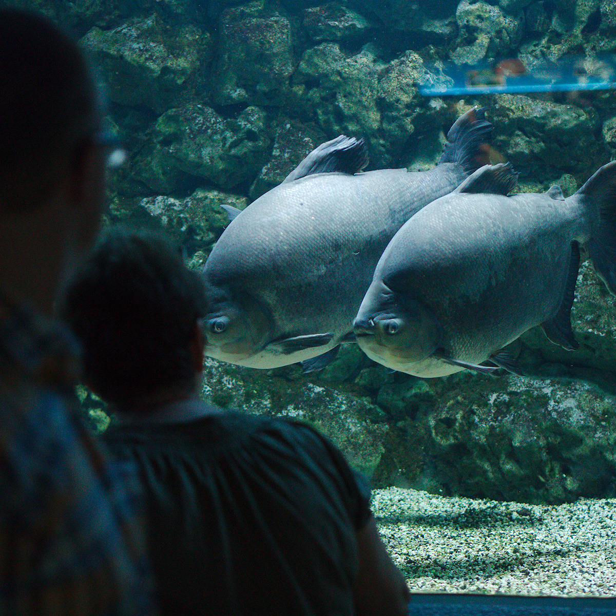 Threatening Encounter