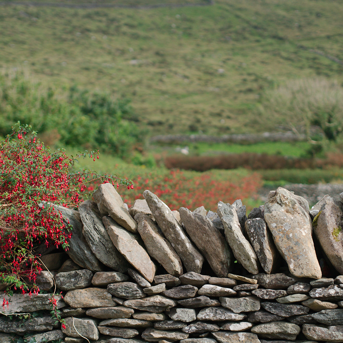 Stone Wall, Fuchsia