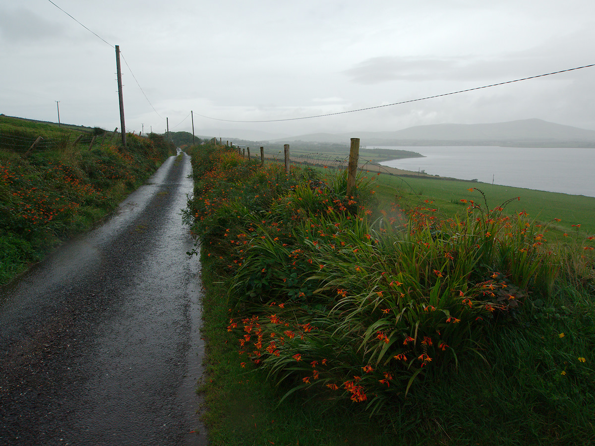 Back Road With Lilies