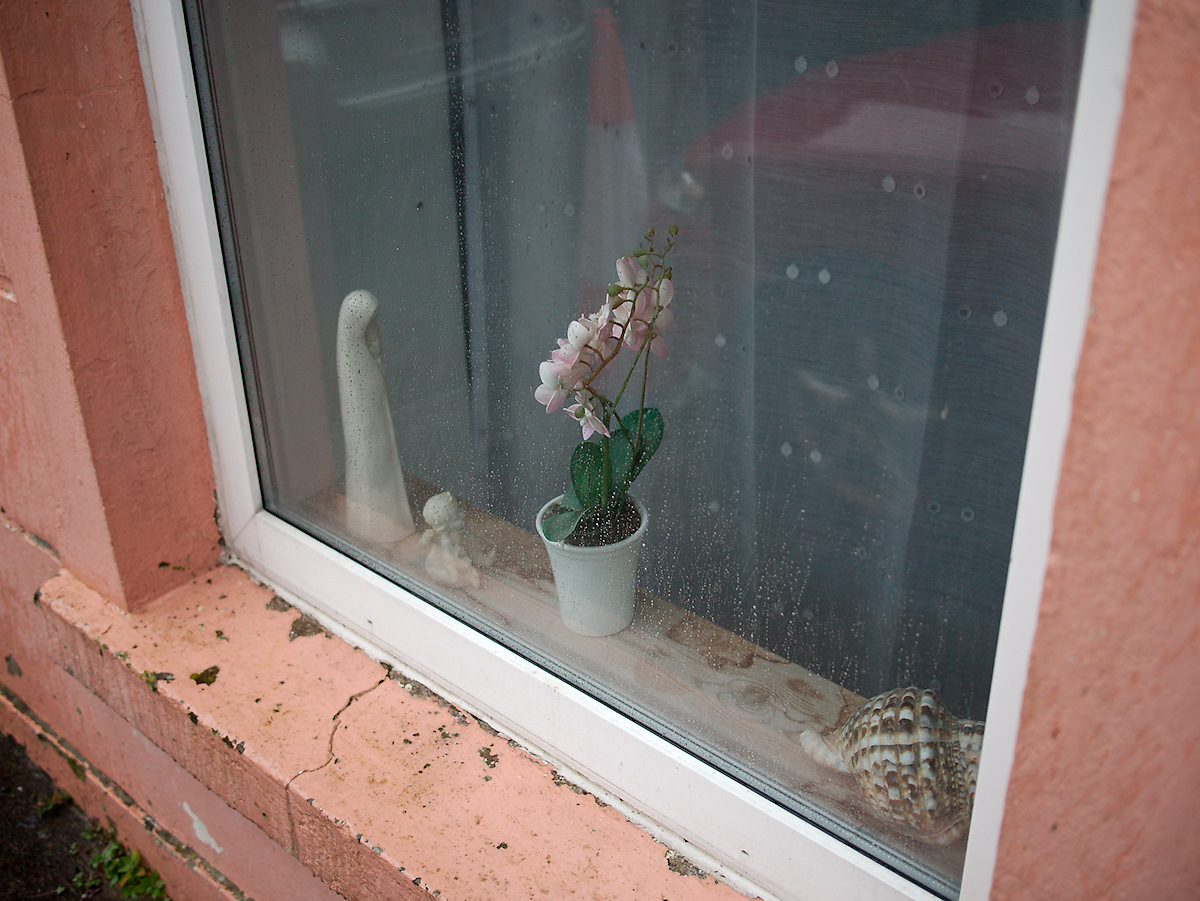 Orchis In The Window