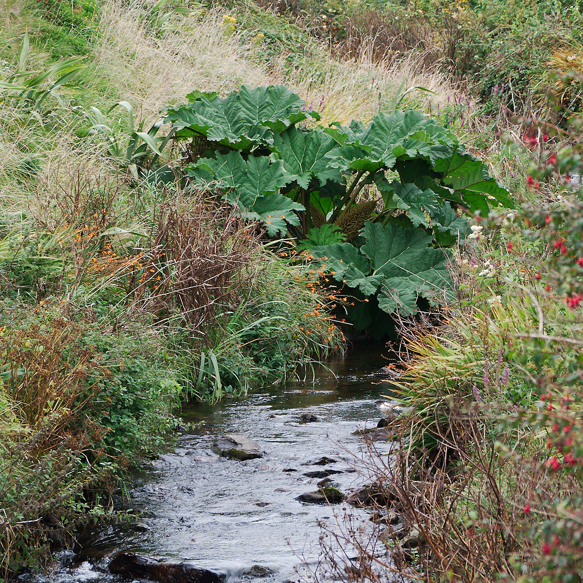 Rhubarb Over The CreekBurn