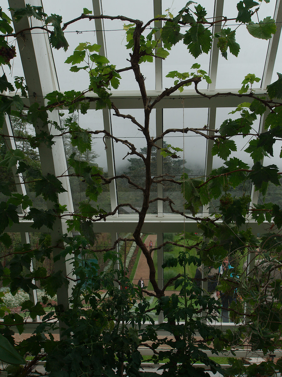 Vine In The Greenhouse